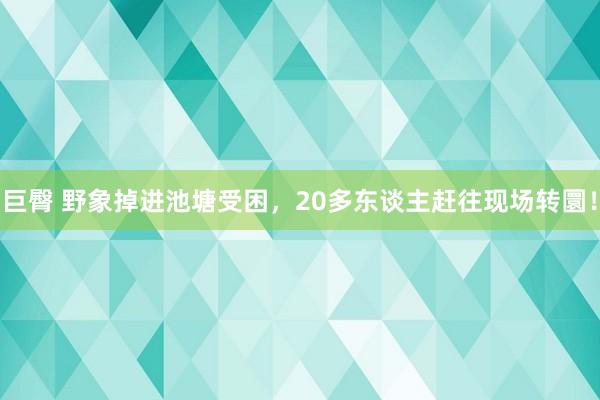 巨臀 野象掉进池塘受困,20多东谈主赶往现场转圜!